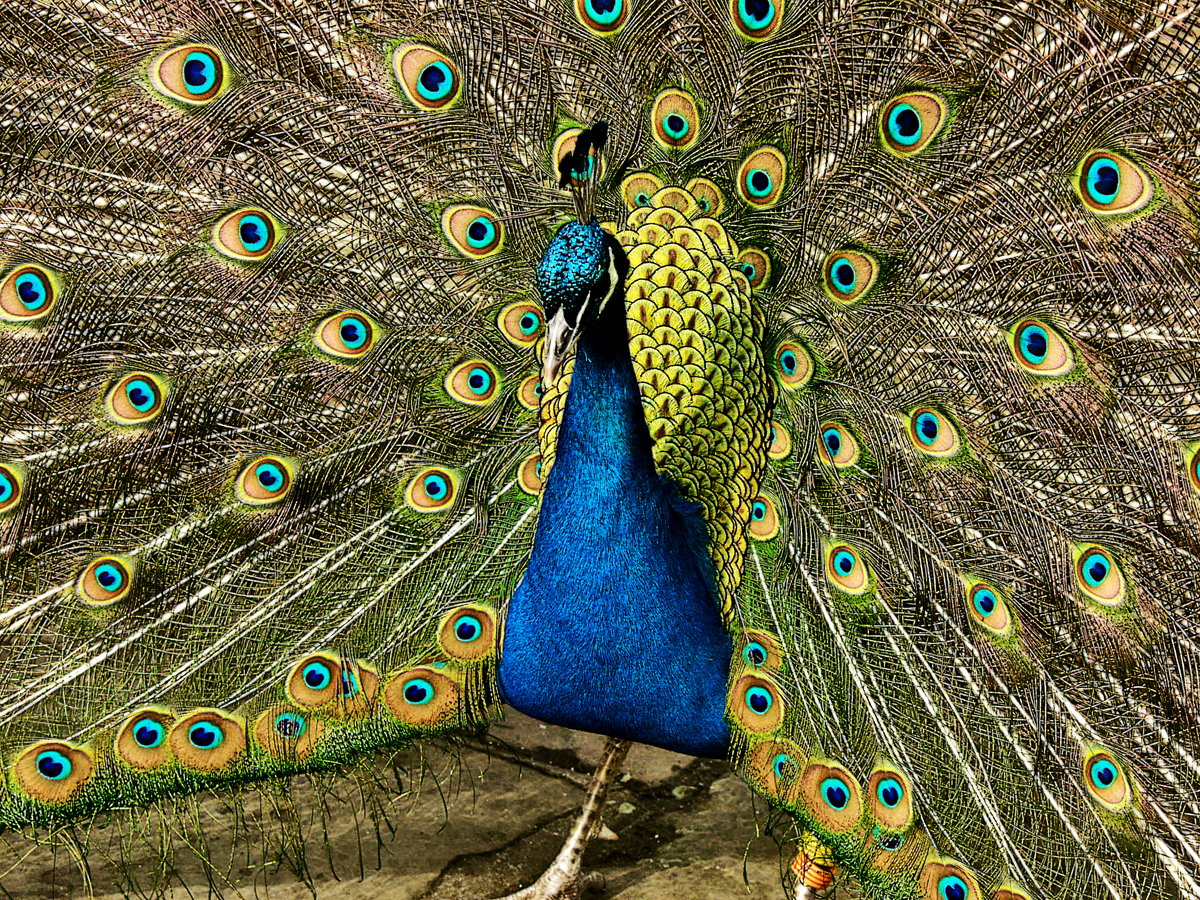 peacock