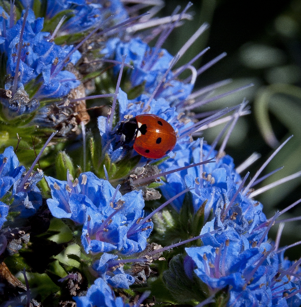 Ladybug